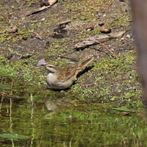 Cincloramphus mathewsi at Paddys River, ACT - 24 Jan 2021 11:15 AM