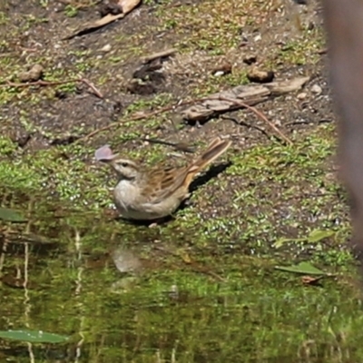 Cincloramphus mathewsi (Rufous Songlark) at Paddys River, ACT - 24 Jan 2021 by RodDeb