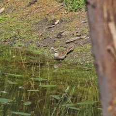 Cincloramphus mathewsi at Paddys River, ACT - 24 Jan 2021