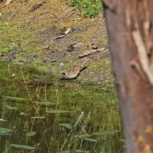 Cincloramphus mathewsi at Paddys River, ACT - 24 Jan 2021