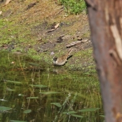 Cincloramphus mathewsi at Paddys River, ACT - 24 Jan 2021