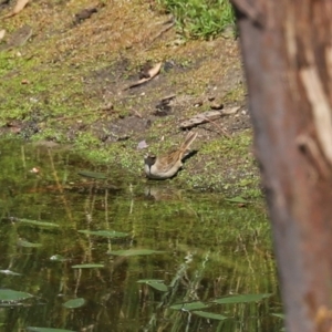 Cincloramphus mathewsi at Paddys River, ACT - 24 Jan 2021