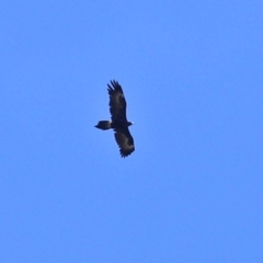 Aquila audax (Wedge-tailed Eagle) at Namadgi National Park - 23 Jan 2021 by RodDeb