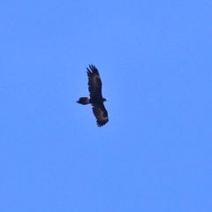 Aquila audax (Wedge-tailed Eagle) at Paddys River, ACT - 23 Jan 2021 by RodDeb
