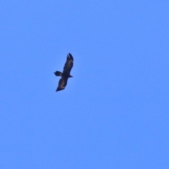 Aquila audax at Paddys River, ACT - 24 Jan 2021