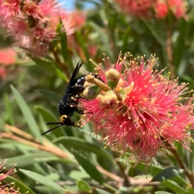 Scolia (Discolia) verticalis (Yellow-headed hairy flower wasp) at Murrumbateman, NSW - 24 Jan 2021 by SimoneC