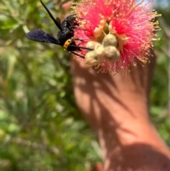 Scolia (Discolia) verticalis at Murrumbateman, NSW - 24 Jan 2021