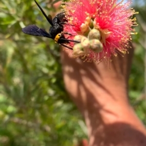 Scolia (Discolia) verticalis at Murrumbateman, NSW - 24 Jan 2021