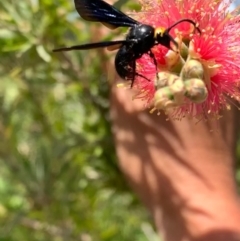 Scolia (Discolia) verticalis at Murrumbateman, NSW - 24 Jan 2021