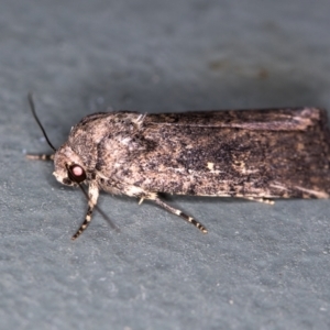 Proteuxoa provisional species 1 at Melba, ACT - 1 Jan 2021 11:43 PM