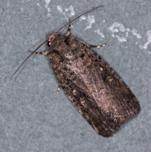 Proteuxoa provisional species 1 at Melba, ACT - 1 Jan 2021 11:43 PM