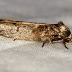 Oenochroa dinosema (A Concealer moth) at Melba, ACT - 1 Jan 2021 by Bron