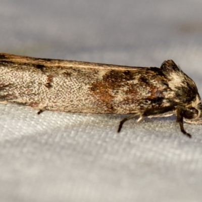 Oenochroa dinosema (A Concealer moth) at Melba, ACT - 1 Jan 2021 by Bron