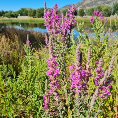 Lythrum salicaria (Purple Loosestrife) at Mawson, ACT - 16 Jan 2021 by Mike