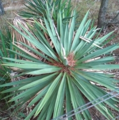 Yucca sp. at Chisholm, ACT - 11 Jan 2021 by michaelb