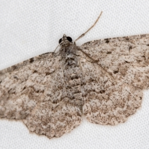 Didymoctenia exsuperata at Melba, ACT - 2 Jan 2021 09:40 PM