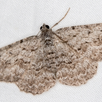 Didymoctenia exsuperata (Thick-lined Bark Moth) at Melba, ACT - 2 Jan 2021 by Bron