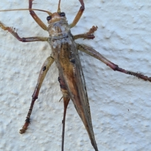 Gryllacrididae (family) at Casey, ACT - 23 Jan 2021 06:47 PM