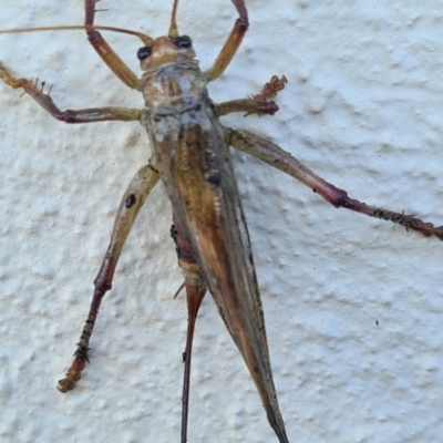 Gryllacrididae sp. (family) (Wood, Raspy or Leaf Rolling Cricket) at Kinleyside - 23 Jan 2021 by Jiggy