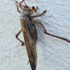 Gryllacrididae (family) at Casey, ACT - 23 Jan 2021 06:47 PM