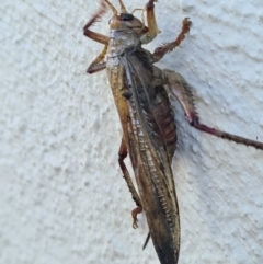 Gryllacrididae (family) at Casey, ACT - 23 Jan 2021 06:47 PM