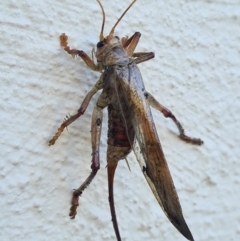 Gryllacrididae (family) at Casey, ACT - 23 Jan 2021 06:47 PM