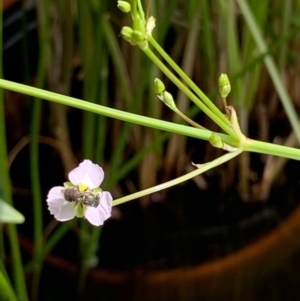 Lipotriches (Austronomia) phanerura at Lyons, ACT - 24 Jan 2021