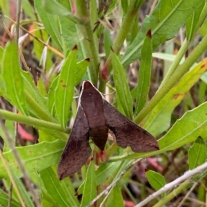 Hippotion scrofa at Murrumbateman, NSW - 24 Jan 2021