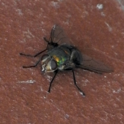 Rutilia sp. (genus) (A Rutilia bristle fly, subgenus unknown) at Aranda, ACT - 24 Jan 2021 by KMcCue