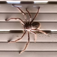 Sparassidae (family) (A Huntsman Spider) at Aranda, ACT - 21 Jan 2021 by KMcCue
