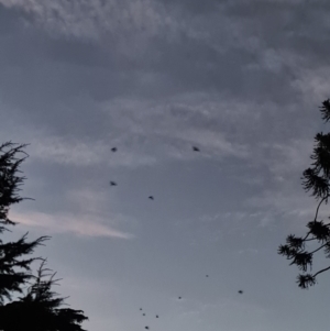 Pteropus poliocephalus at Albury - 24 Jan 2021 09:00 PM