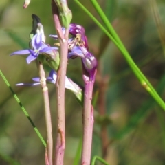 Lobelia gibbosa (Tall Lobelia) at Paddys River, ACT - 24 Jan 2021 by SandraH