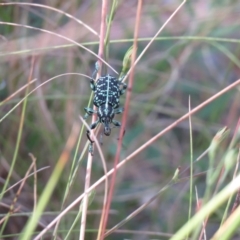 Chrysolopus spectabilis (Botany Bay Weevil) at Tidbinbilla Nature Reserve - 23 Jan 2021 by SandraH