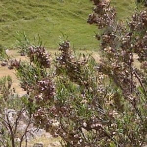 Dodonaea viscosa at Nangus, NSW - 24 Oct 2014