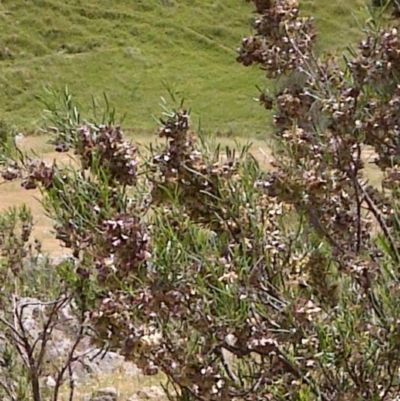 Dodonaea viscosa (Hop Bush) at Nangus, NSW - 24 Oct 2014 by abread111