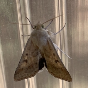 Helicoverpa punctigera at Murrumbateman, NSW - 24 Jan 2021