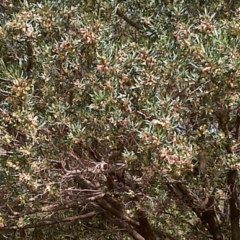 Dodonaea viscosa (Hop Bush) at Nangus, NSW - 23 Oct 2014 by abread111