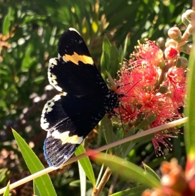 Eutrichopidia latinus (Yellow-banded Day-moth) at Murrumbateman, NSW - 23 Jan 2021 by SimoneC