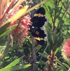 Eutrichopidia latinus at Murrumbateman, NSW - 24 Jan 2021