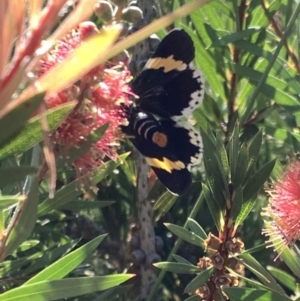 Eutrichopidia latinus at Murrumbateman, NSW - 24 Jan 2021