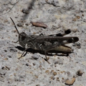 Austroicetes sp. (genus) at Forde, ACT - 17 Jan 2021