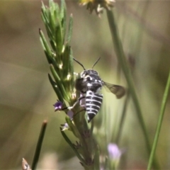 Coelioxys froggatti at Forde, ACT - 17 Jan 2021 12:36 PM