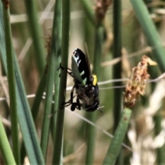 Odontomyia hunteri (Soldier fly) at Forde, ACT - 17 Jan 2021 by HarveyPerkins