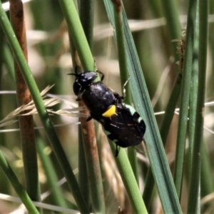 Odontomyia hunteri at Forde, ACT - 17 Jan 2021