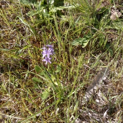 Caesia calliantha (Blue Grass-lily) at Jones Creek, NSW - 9 Oct 2014 by abread111