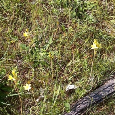 Bulbine bulbosa (Golden Lily, Bulbine Lily) at Jones Creek, NSW - 9 Oct 2014 by abread111