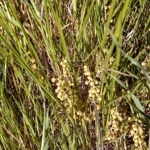 Lomandra filiformis at Jones Creek, NSW - 9 Oct 2014