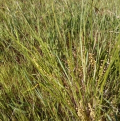 Lomandra filiformis at Jones Creek, NSW - 9 Oct 2014