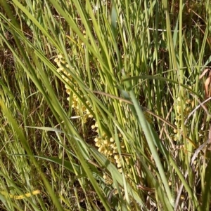 Lomandra filiformis at Jones Creek, NSW - 9 Oct 2014