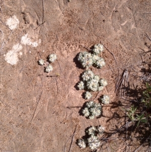 Actinobole uliginosum at Jones Creek, NSW - 9 Oct 2014